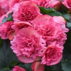 Begonia Frivola Pink