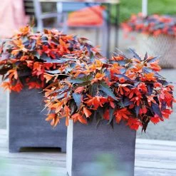 Begonia Bossa Nova Night Fever -Dobies MH8101