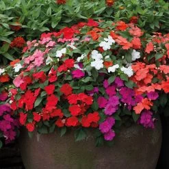 Impatiens (Busy Lizzie) Beacon