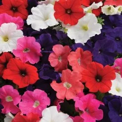 Petunia Express Mixed