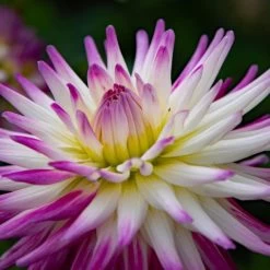 Dahlia 'Cactus Collection' -Dobies MH8321d