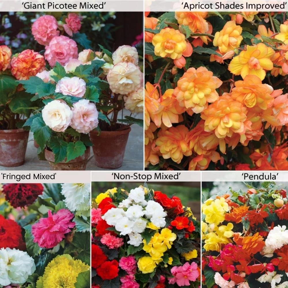Begonia Collection 1 Begonia Collection