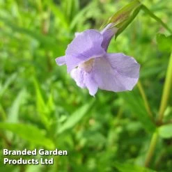 Mimulus Ringens (Marginal Aquatic)
