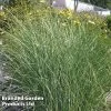 Miscanthus Sinensis 'Gracillimus'