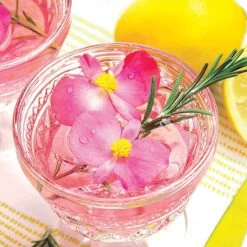 Begonia BIG DeluXXe Rose F1 -Dobies MISCBEG34065