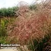 Miscanthus 'Pink Cloud'