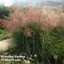 Miscanthus 'Pink Cloud' -Dobies MISC PINKCLOUD S28690