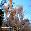 Miscanthus Sinensis 'Silberfeder'