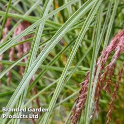 Miscanthus 'Silver Cloud' 7 Miscanthus 'Silver Cloud' -Dobies MISC SILVRCLOUD S28701