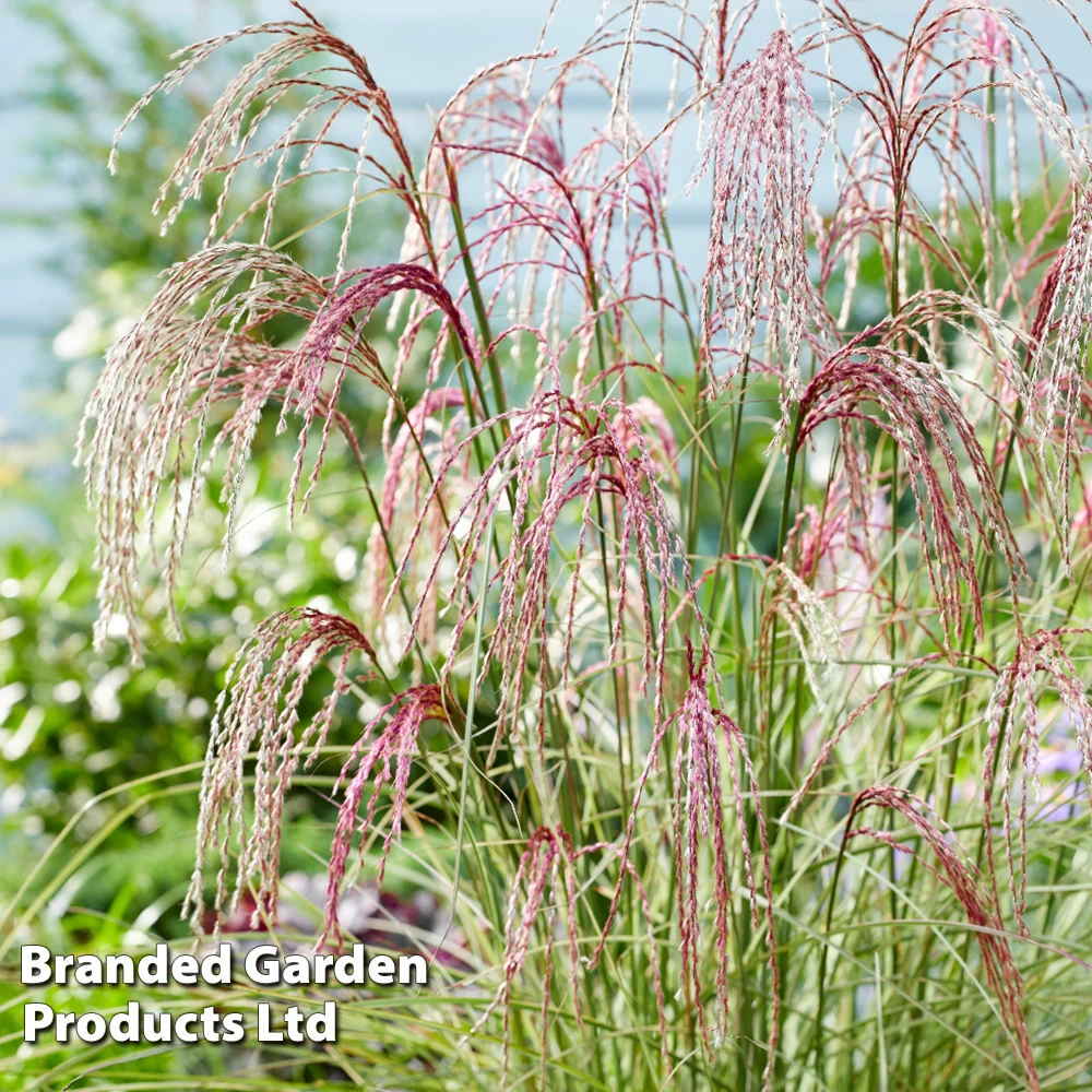 Miscanthus 'Silver Cloud' 2 Miscanthus 'Silver Cloud' - Image 2