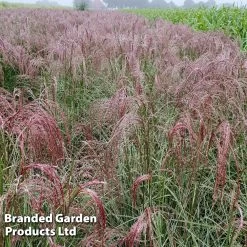 Miscanthus 'Silver Cloud' 9 Miscanthus 'Silver Cloud' -Dobies MISC SILVRCLOUD S28706