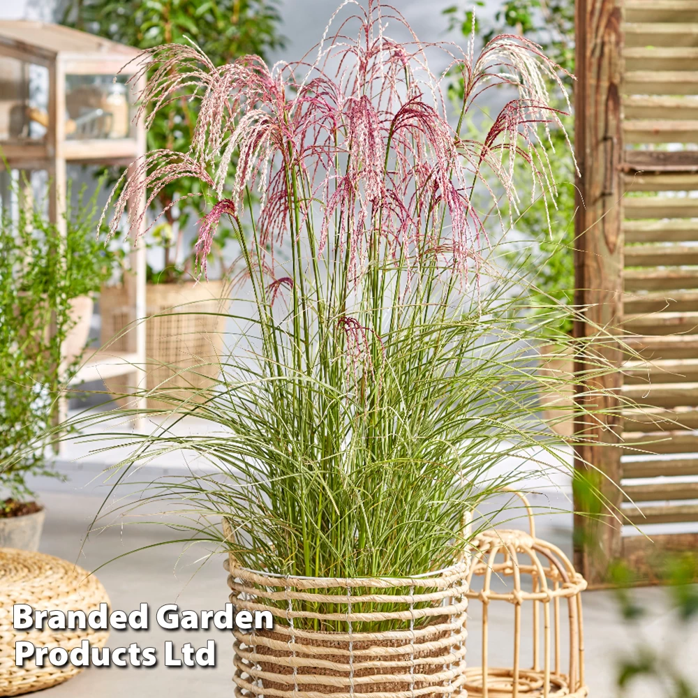 Miscanthus 'Silver Cloud' 1 Miscanthus 'Silver Cloud'