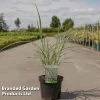 Miscanthus Sinensis 'Variegatus'