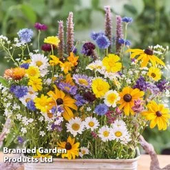 Butterfly Wildlife Mixed