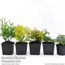 Nurseryman's Choice Conifer Collection -Dobies MIXD CONIFER9 T18270