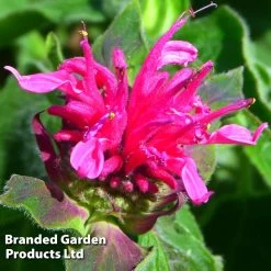 Monarda Didyma Pink Lace