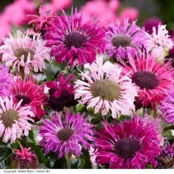 Monarda 'Elegant' Collection