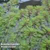 Myriophyllum Brasiliensis (Oxygenating Aquatic)