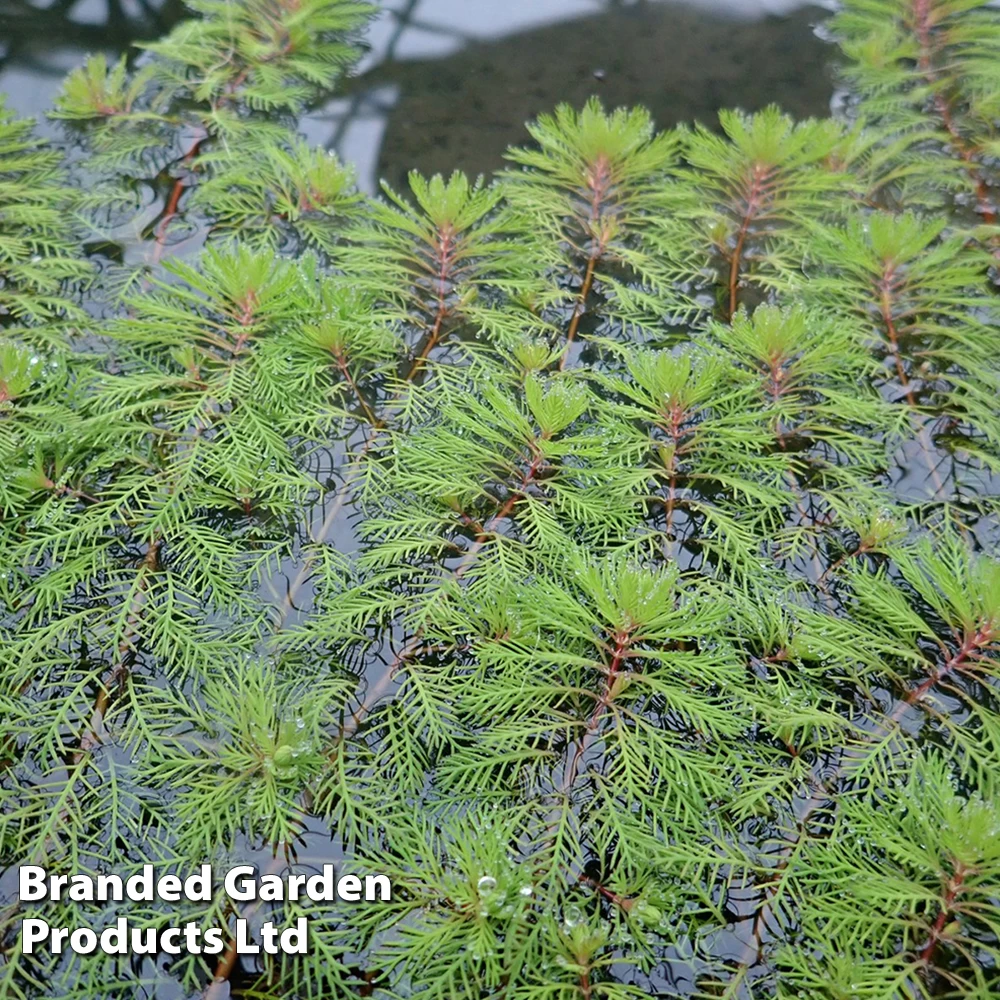 Myriophyllum Brasiliensis (Oxygenating Aquatic) 1 Myriophyllum Brasiliensis (Oxygenating Aquatic)