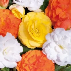 Begonia Nonstop Citrus Mix