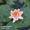 Nymphaea 'Aurora' (Deep Water Aquatic)