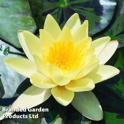 Water Lily Yellow With A Pond Basket