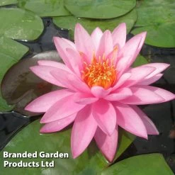 Nymphaea 'Mayla' (Deep Water Aquatic)