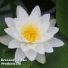 Nymphaea 'Virginalis' (Deep Water Aquatic)