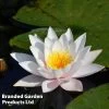 Waterlily White & Pond Basket