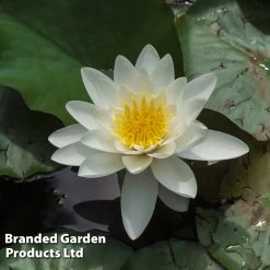 Waterlily White & Pond Basket -Dobies NYMP WATERWHIT L37587