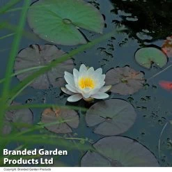 Waterlily White & Pond Basket -Dobies NYMP WHITE T21478