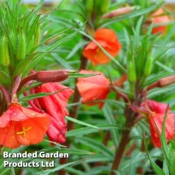 Oenothera Sunset Boulevard -Dobies OENO SUNSETBOU S36965
