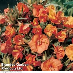 Oenothera Sunset Boulevard -Dobies OENO SUNSETBOU T19120