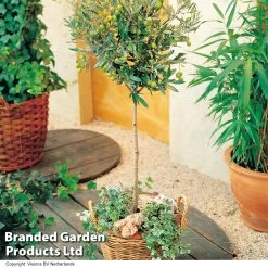 Olive Tree (Standard) 9 Olive Tree (Standard) -Dobies OLIV STANDARD H25242