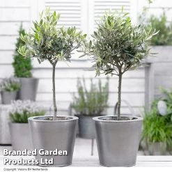 Olive Tree (Standard) 10 Olive Tree (Standard) -Dobies OLIV STANDARD H48248