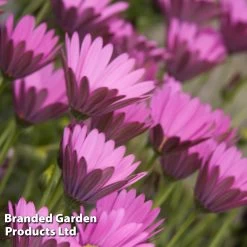 Osteospermum Blush Collection (Hardy) 9 Osteospermum Blush Collection (Hardy) -Dobies OSTE INTHEPINK S50418