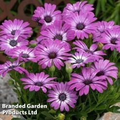 Osteospermum 'Flower Power Lavender Feather' -Dobies OSTE LAVFEATHE S53497