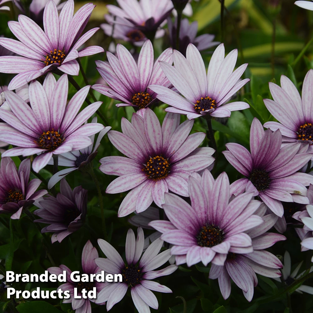 Osteospermum Blush Collection (Hardy) 4 Osteospermum Blush Collection (Hardy) - Image 4