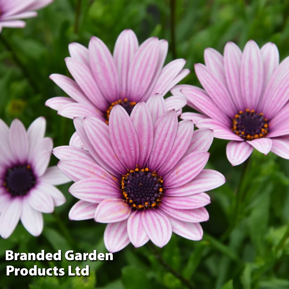 Osteospermum Blush Collection (Hardy) 5 Osteospermum Blush Collection (Hardy) - Image 5