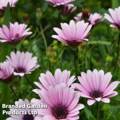 Osteospermum Blush Collection (Hardy) 12 Osteospermum Blush Collection (Hardy) -Dobies OSTE SENNANSUN S438901