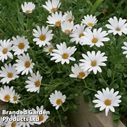 Osteospermum Blush Collection (Hardy) 13 Osteospermum Blush Collection (Hardy) -Dobies OSTE SNOWPIXIE S11502