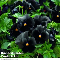 Pansy 'Atlas Black' -Dobies PANS ATLASBLAC T28087