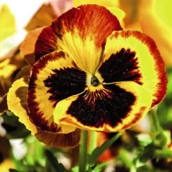 Pansy Autumn Blaze Mixed