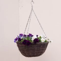 Pansy Plants - Cool Wave Berries N Cream Mix -Dobies PANS COOLBERCR S24183