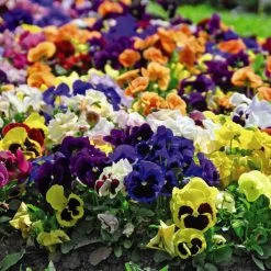 Pansy 'Matrix™ Mixed'