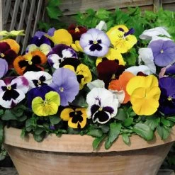 Pansy 'Matrix™ Mixed' -Dobies PANS MATRIXMIX S11022