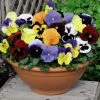 Pansy Plants - Most Scented Mix