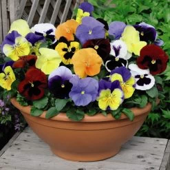 Pansy Plants - Most Scented Mix