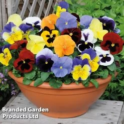Pansy Trio -Dobies PANS MOSTSCENT S1193411