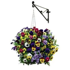 Pansy 'Universal Mixed' F1 Hybrid -Dobies PANS UNIVERSAL S12210